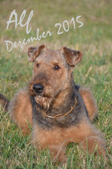 Airedale Terrier Bente Bo von Pederstrup